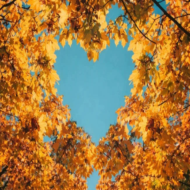 Goldene Herbstblätter umrahmen eine herzförmige Öffnung zum blauen Himmel.
