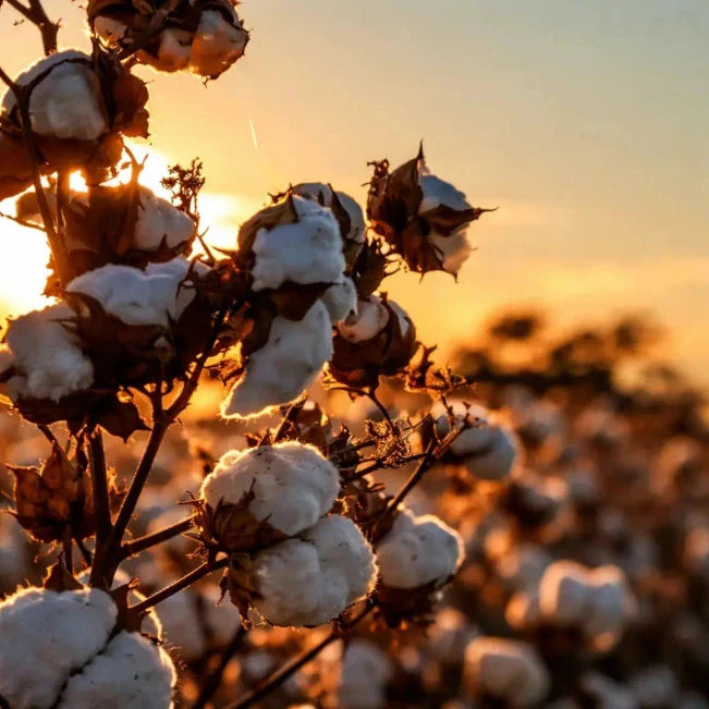 Witte katoenbollen aan stengels tegen een gouden zonsondergang.