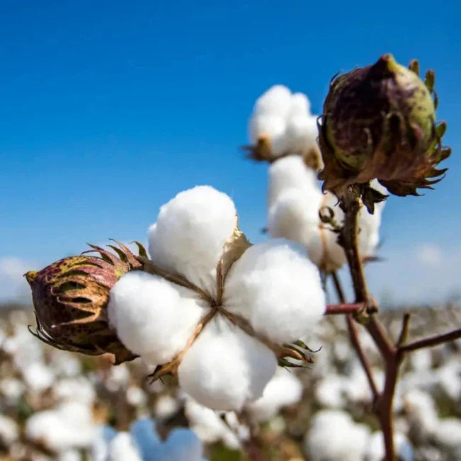 Close-up van witte katoenbollen aan een plant tegen een helderblauwe lucht.