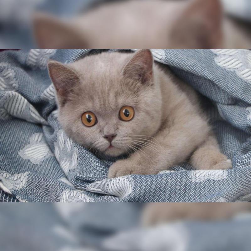 Hammam Towels- Throws- Blankets- Bathrobes- Beach Dresses- Throw Pillow