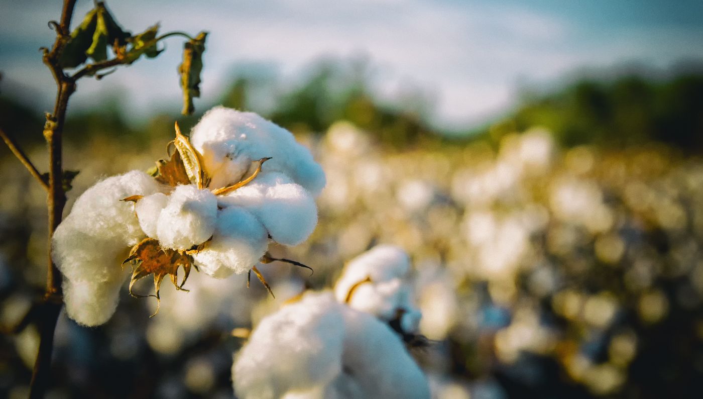 Close up of cotton in a cotton field